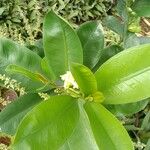 Cascabela gaumeri फूल
