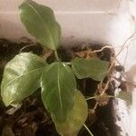 Schefflera actinophylla Leaf