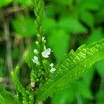 Verbena urticifolia Цвят