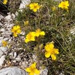 Helianthemum oelandicum Blomma