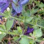 Salvia viridis Leaf