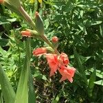 Gladiolus × hybridus Flower