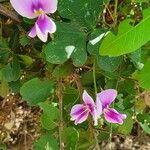 Vigna frutescens Blüte