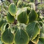 Cornus kousa Blatt