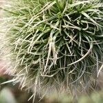 Echinops macrophyllus Flor