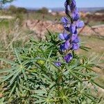 Lupinus angustifolius Hoja