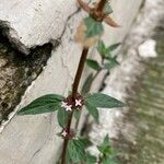 Borreria remota Flower
