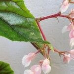 Begonia incarnata Flower