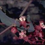 Asclepias cordifolia Цвят