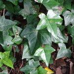 Hedera maroccana Leaf