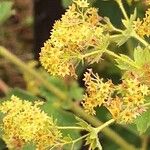 Alchemilla xanthochlora Flower