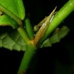 Pavonia schiedeana പുറംതൊലി
