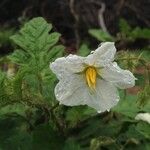 Solanum hieronymi Flower