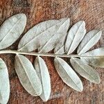 Sophora tomentosa Leaf