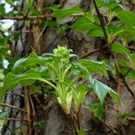 Hydrangea petiolaris Virág