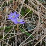 Anemone hepaticaFleur