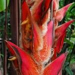 Heliconia vellerigera Kukka