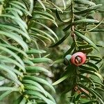 Taxus brevifolia Plod