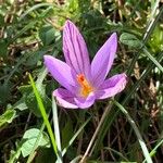 Crocus corsicus Flower