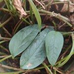 Philodendron hastatum Hoja