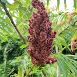 Rhus typhina Gyümölcs