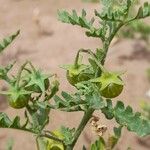 Solanum triflorum ফল