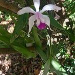 Cattleya intermedia Virág