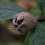 Crataegus germanicaFruit