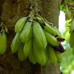 Averrhoa bilimbi Frucht