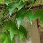 Parthenocissus tricuspidata Blad