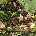 Solanum torvum Fruit