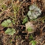 Geum canadense पत्ता