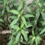 Bidens aurea Hoja