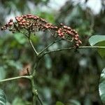 Leea guineensis Frukto