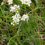 Galium pumilum Hàbitat