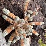 Euphorbia mammillaris Leaf