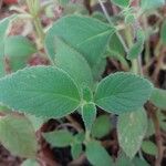 Kohleria hirsuta 葉