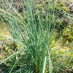 Allium vineale List