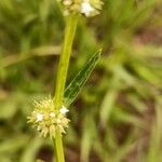 Spermacoce verticillata Blad