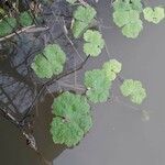 Hydrocotyle ranunculoides Leaf