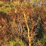 Arbutus menziesii Habit