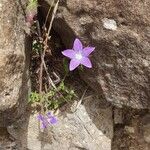 Campanula ramosissimaFlower