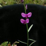 Polygala abyssinica Natur