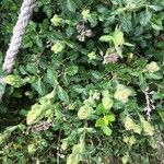 Teucrium flavum Blatt