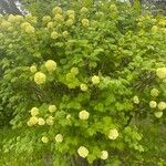 Viburnum macrocephalum 花