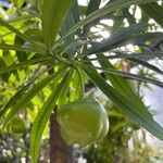 Thevetia neriifolia Fruto