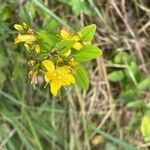 Hypericum hirsutum Kvet