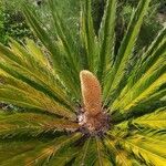 Cycas revoluta Habit