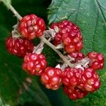 Rubus gratus फल