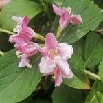 Weigela florida (Bunge) A. DC.फूल